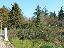 Terreno 600 mq, zona Tregnago - Centro