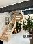 Casa singola 160 mq, soggiorno, 3 camere, zona Fossò - Centro
