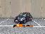 ABARTH 595 1.4 Turbo T-Jet 145 CV PELLE