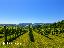 15 ettari di vigneti e uliveti nelle splendide colline romagnole