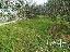 Terreno 2450 mq, zona Castiglione del Lago
