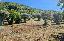 Terreno 5440 mq, zona Palombara Sabina