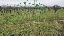Terreno 21000 mq, zona Orsago