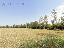 11 ettari di terreno agricolo