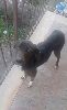 Cagnolina in cerca di Adozione